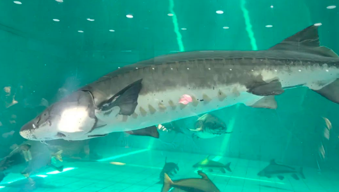 探寻“水中大熊猫”！长宁这群小朋友在崇明开启研学之旅~