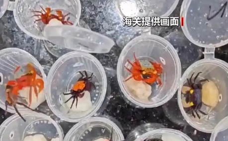 @铲屎官们养“异宠”或危害国家安全，这些行为违法了