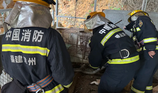 可怕！13斤大蟒蛇闯入东山民宅！