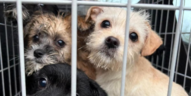 英国饲主扛不住了？暴增25%弃养潮！