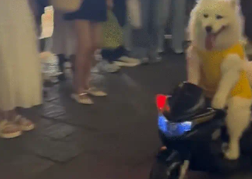 萨摩耶骑电动玩具车被围观。网友：难怪教练说自动挡狗都会开