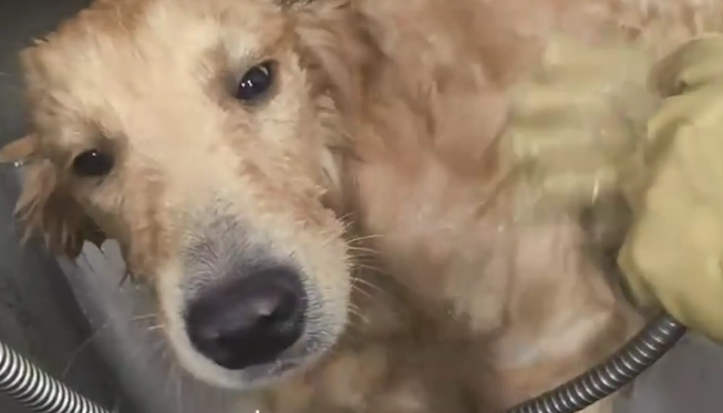 狗子在宠物店洗澡的时候睡着了。狗子：我想办卡！