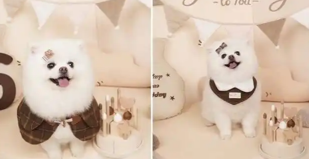 萌宠入镜：宠物写真馆悄然兴起，有店铺定制写真超万元