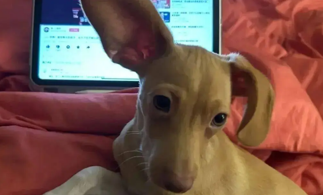 网友领养了一只串串狗，养了一段时间后傻眼