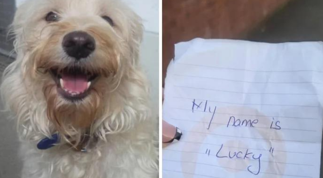 英国饲主扛不住了？暴增25%弃养潮！