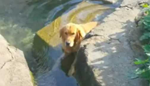 金毛泡水里以为在解暑，当它上岸后被惊到了