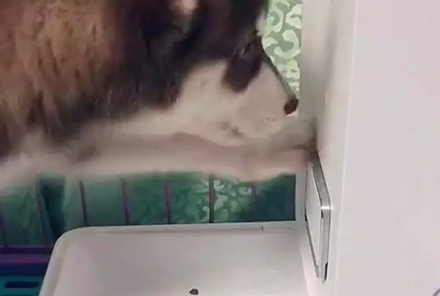 狗狗看着投食器，启动之后依然空着的饭碗，懵了！