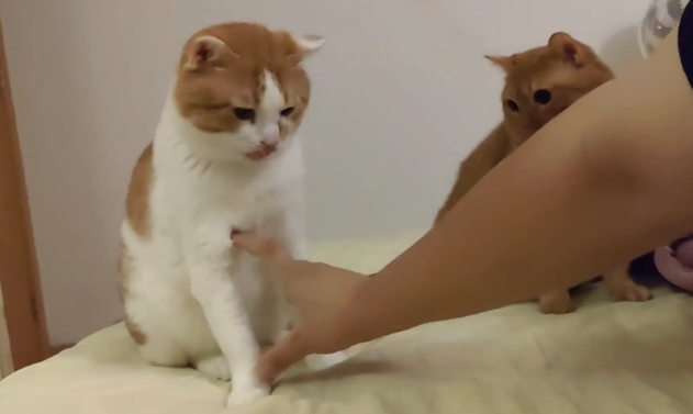 女子给橘猫量腿长，橘猫瞬间生气。网友：短腿且脾气差