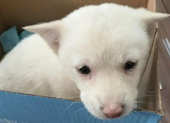 花2500元买到“星期狗”，消费者把宠物店告了