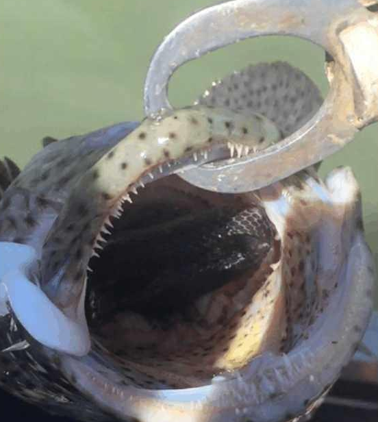 农村男子河里钓鱼到条怪鱼，掰开鱼嘴后都看呆了！ 