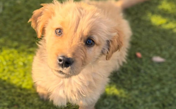 “宠物”专业来了，因应市场需求就是好专业