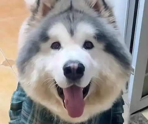 潘宏再陷风波：宠物狗在其指定的托运公司死亡