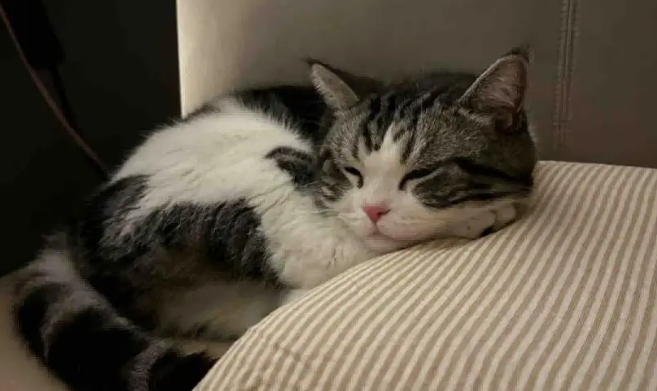 爸爸吐槽猫不会抓老鼠，结果……被猫“报复”