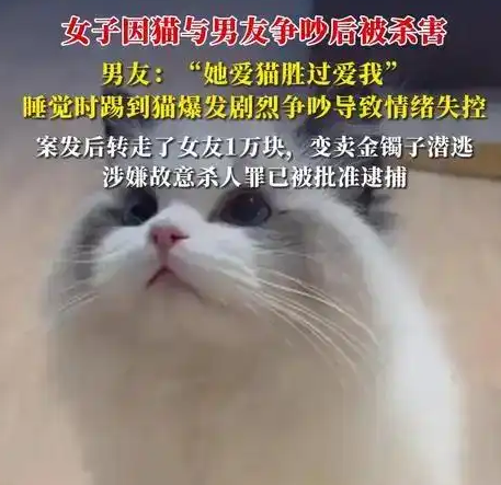 女子因猫与男友争吵后被害，悲剧因爱宠引发