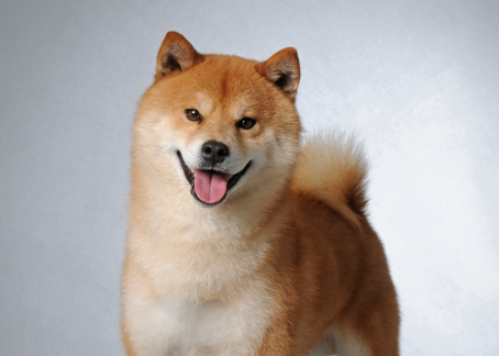 “这狗火到央视了！” 浙江，男子在车库发现一条蛇，还在吐着蛇信子…