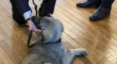 不堪过度旅游 意大利小镇对到访狗征税