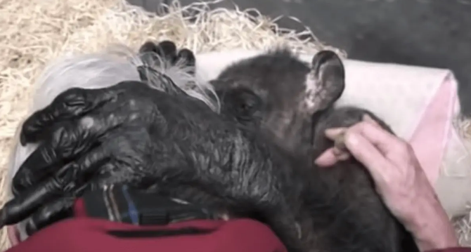 59岁黑猩猩拒绝进食，直到听到了熟悉的声音后，奇迹居然发生了