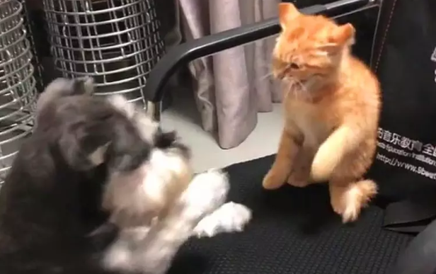 狗狗想抢猫咪的椅子，没成功还被打了一顿，气的咬椅子撒气 