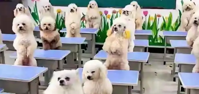 上海狗狗幼稚园引争议：宠物经济的过度发展，究竟价值何在？