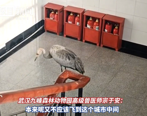 珍稀动物灰鹤“突访”高校，“被啄了几下”的男教师暖心守护一小时