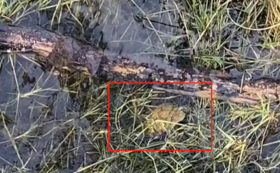 成都三岔湖发现“龟出没” 疑似外来入侵物种“巴西龟”