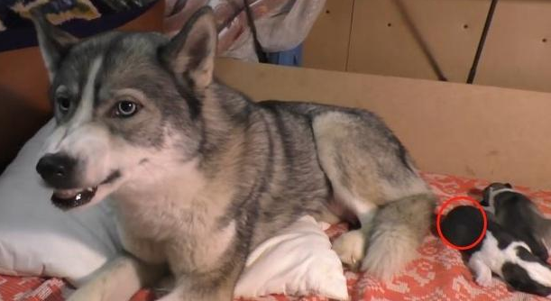 二哈生了一窝奶狗，主人想靠近却被驱赶，网友：这样很危险 