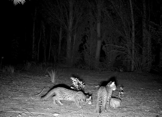 豹猫幼崽“三兄弟”现身白芨滩保护区