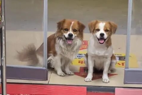 怀孕流浪狗到商店乞食，生下小狗“托付”老板照顾