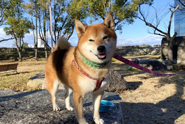 熊影笼罩的秋日：日本宠物犬接连殒命，人熊边界早已模糊