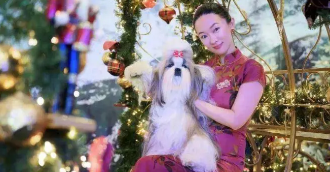 霍思燕牵中国西施犬国际夺冠后发声：希望更多人能关注小狗！