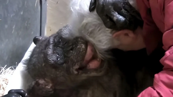 59岁黑猩猩拒绝进食，直到听到了熟悉的声音后，奇迹居然发生了