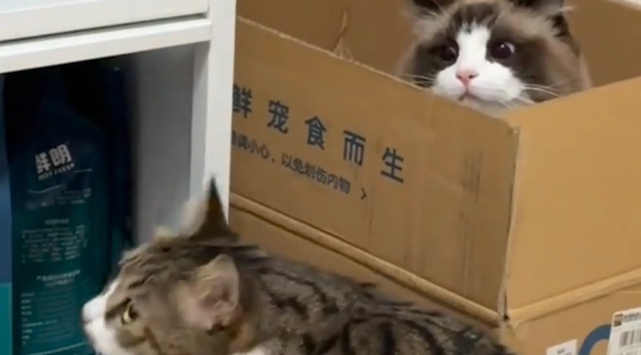 布偶躲进纸箱偷袭狸花。狸花：总有一种不祥的预感