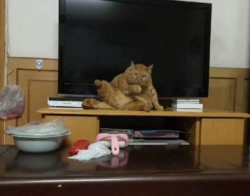 四年前捡的橘猫，变成了这样，果然没让人失望…… 