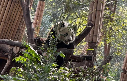 外国友人：来成都的第一站，当然是看大熊猫！