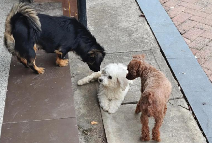 犬只弃养现象追踪——株洲文明养犬