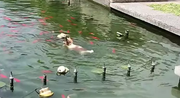 狗狗跳进水池里就不走了，铲屎官站在岸边默默等它游累上岸 