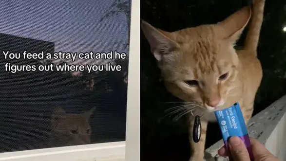 加州女子好心喂食流浪猫，不料它找上门来，结局却让人笑翻