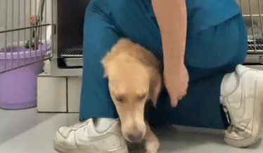 宠物医院小哥想将狗子关进笼子，结果狗子一直跑出来