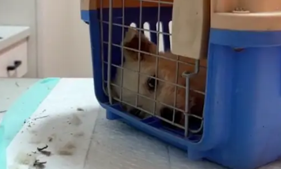 起初怕人的流浪狗，女生拿了火腿肠它就开心蹦跶出来