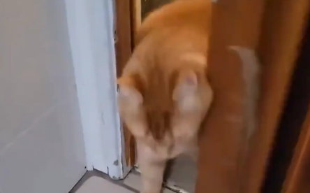 猫咪探头进房间，突然冲进来，居然是一只胖猫