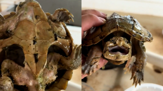 “还活着”！鳄龟被主人遗忘在箱底一年，饿得皮包骨