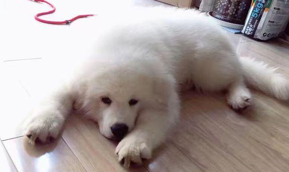 骗父母说自己养的是萨摩耶，五个月后，父母质问网友：这是啥狗！ 