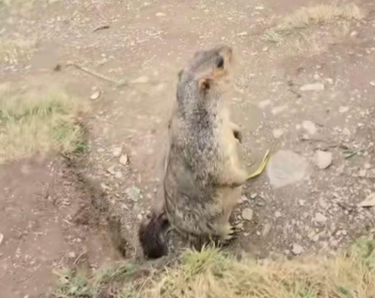 川西土拨鼠把一只宠物加菲猫“拐”进洞？
