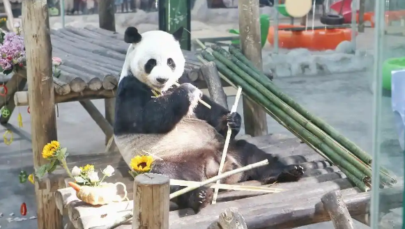 大熊猫灵岩迈迈受聘公益形象大使！