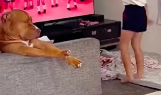 小学生在家天天学跳舞，连狗狗都投来嫌弃眼神