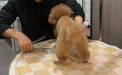 小萌宠撬动大市场