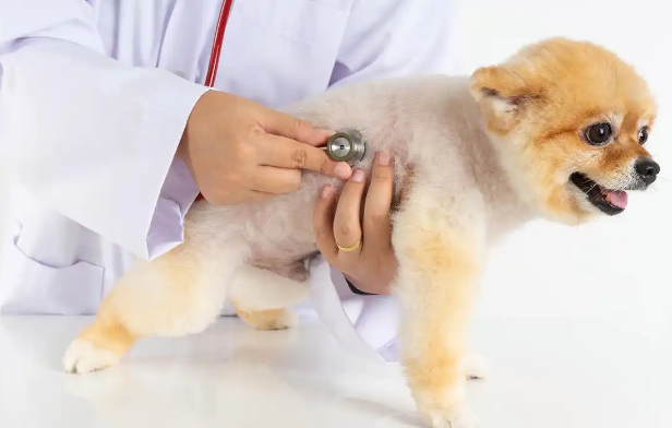 揭秘2025年英国宠物消费热潮：食品和护理需求激增背后的故事