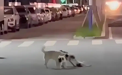 震撼！同伴倒地不起，狗狗集体马路守护大营救