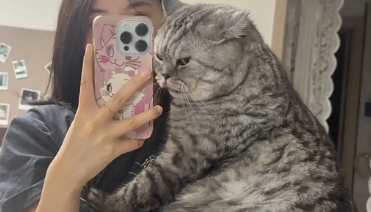 猫咪长得很壮实，主人也很溺爱。爱是常觉亏欠，但这辆小猫不用