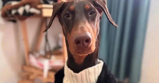 妹子用卫衣给杜宾犬改了件衣服，这个搭配……超绝啊